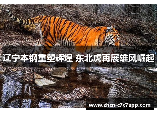 辽宁本钢重塑辉煌 东北虎再展雄风崛起